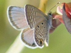 Nephodia bistraria - Miamibläuling